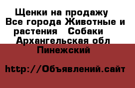 Щенки на продажу - Все города Животные и растения » Собаки   . Архангельская обл.,Пинежский 